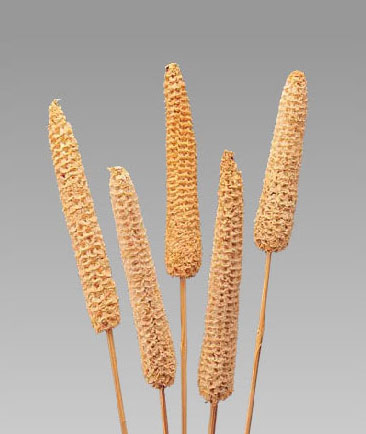 Maize Fruit On Stem